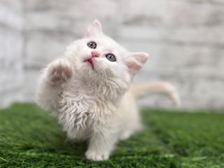 animal_image