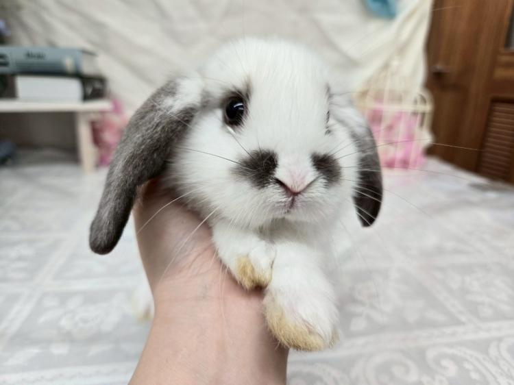 animal_image