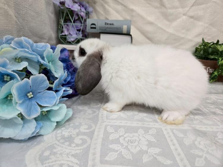 animal_image