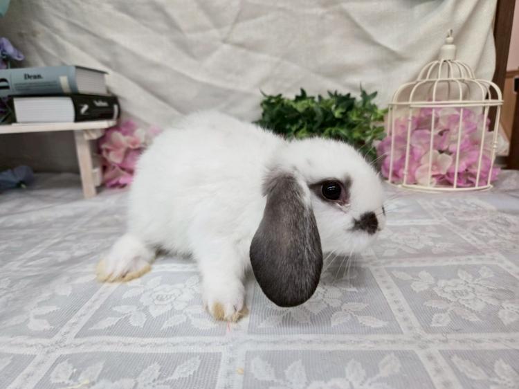 animal_image