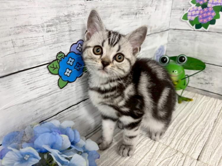 animal_image