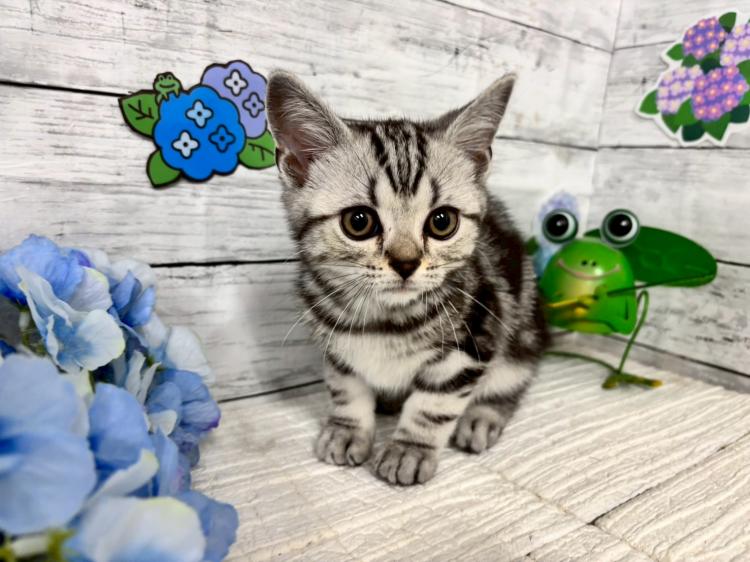 animal_image