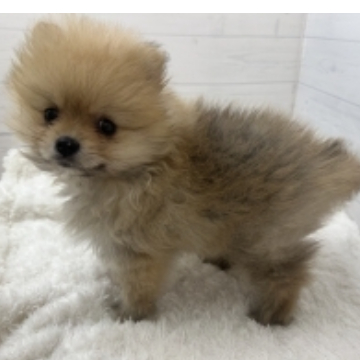 animal_image