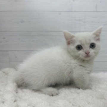 animal_image