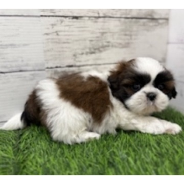 animal_image