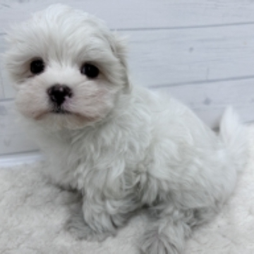 animal_image