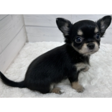 animal_image