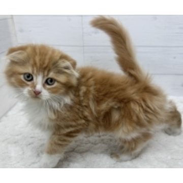 animal_image
