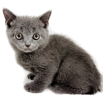 animal_image