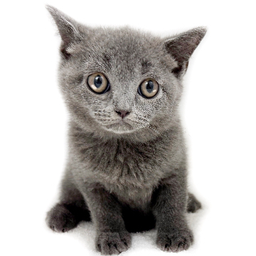 animal_image
