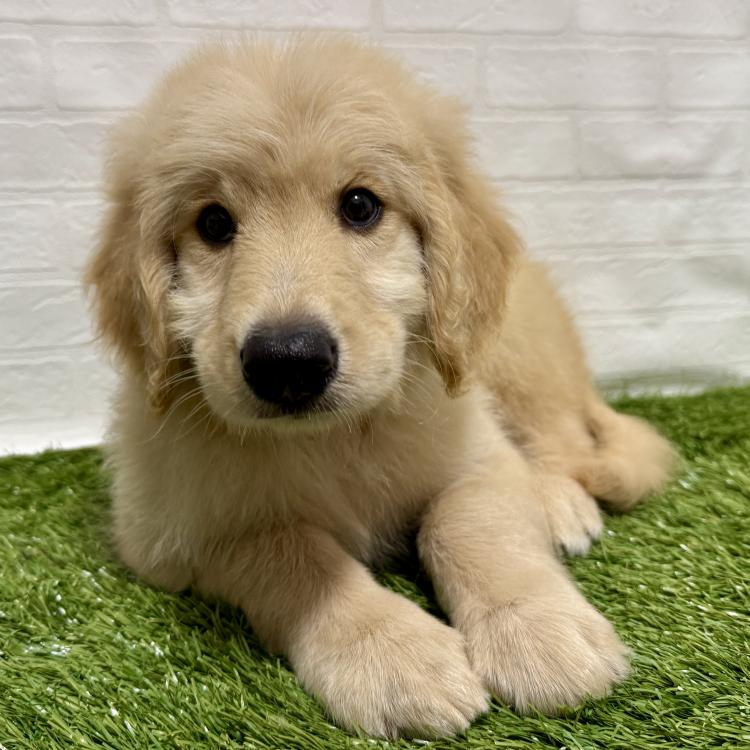 animal_image
