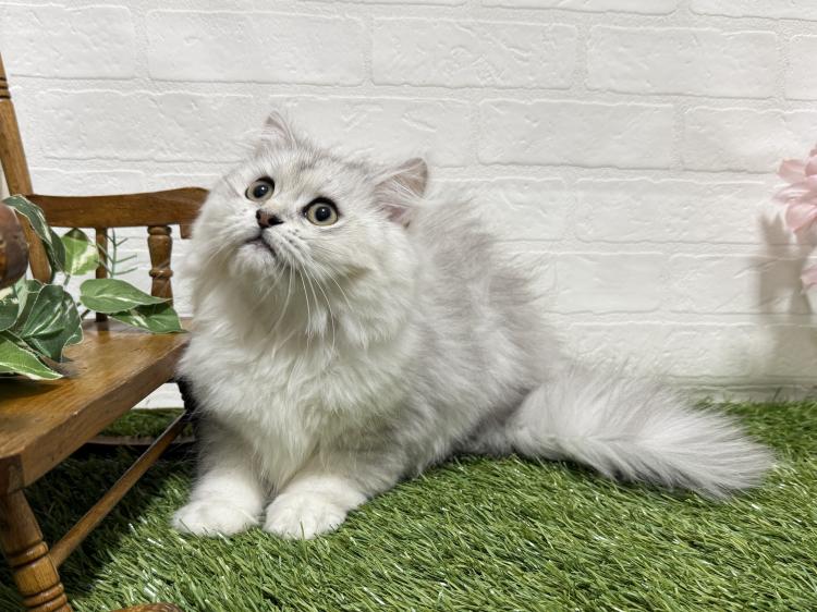 animal_image