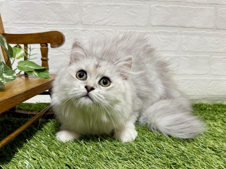 animal_image