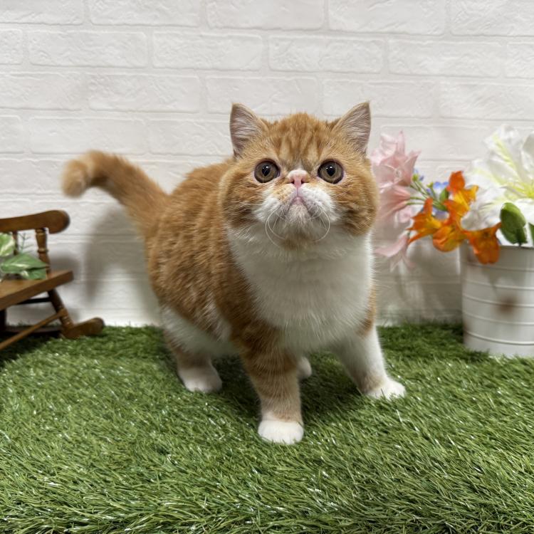 animal_image