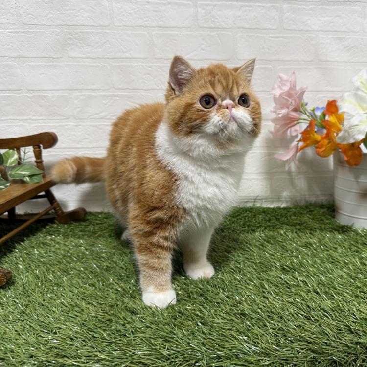 animal_image