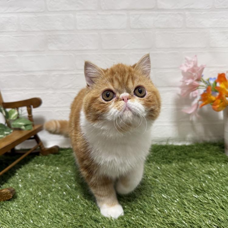 animal_image