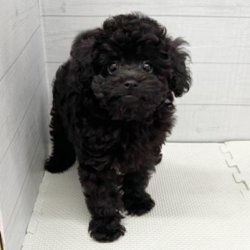 animal_image
