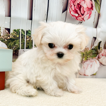 animal_image