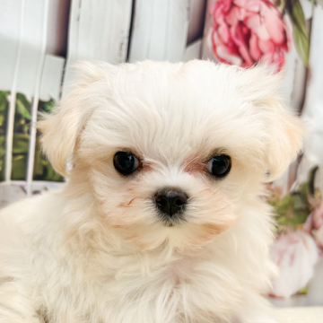 animal_image