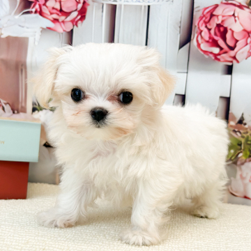 animal_image