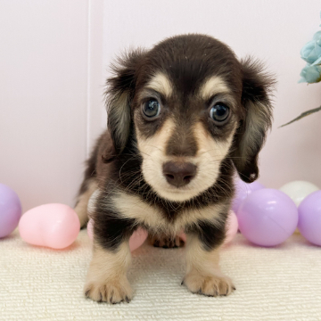 animal_image