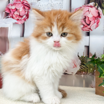 animal_image