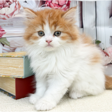 animal_image