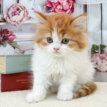 animal_image