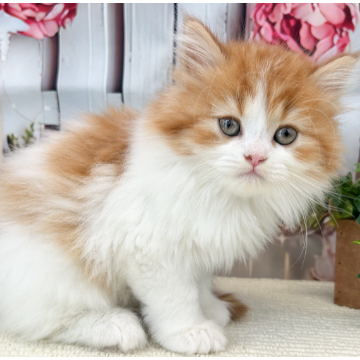 animal_image