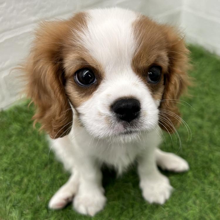 animal_image