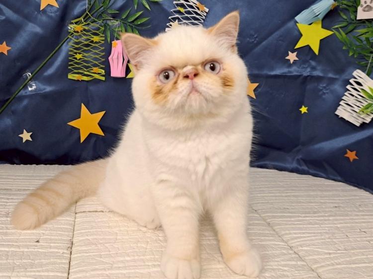 animal_image