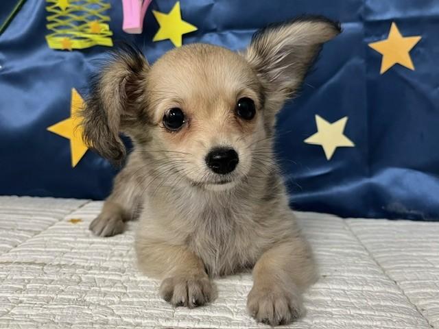 animal_image