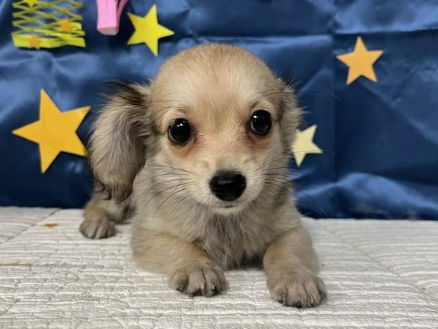 animal_image