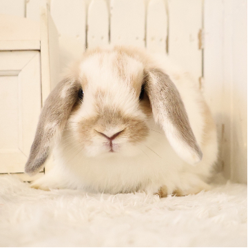 animal_image