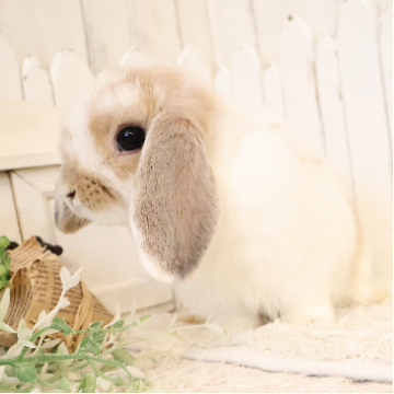 animal_image