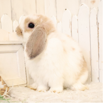 animal_image