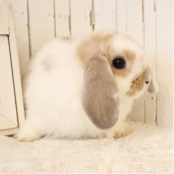 animal_image