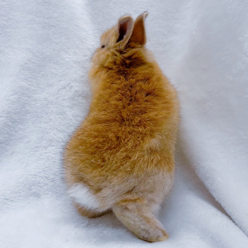 animal_image
