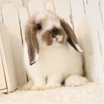 animal_image