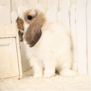 animal_image