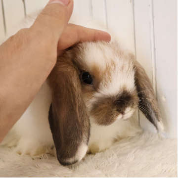 animal_image