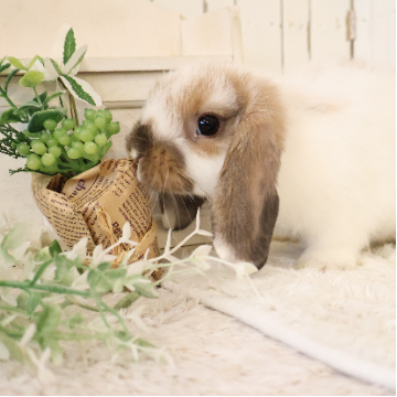 animal_image