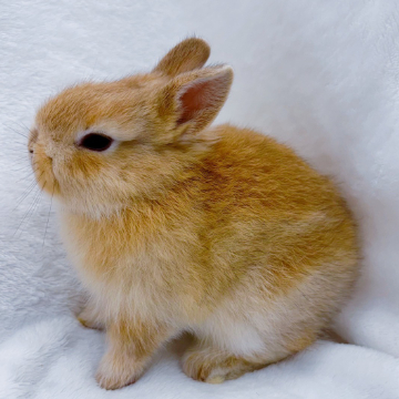 animal_image