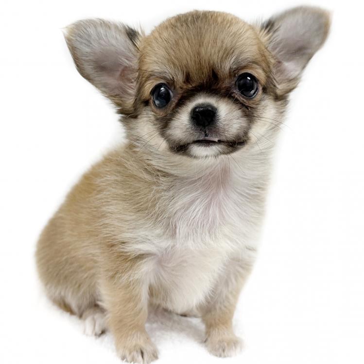 animal_image