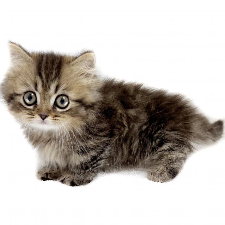 animal_image