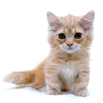 animal_image