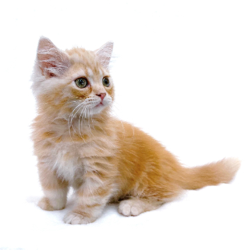 animal_image