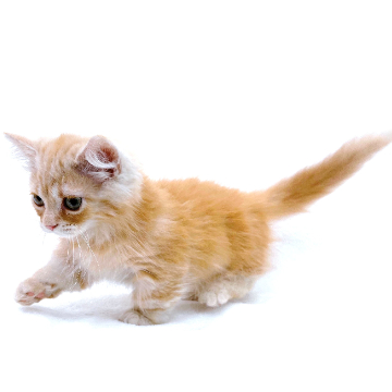 animal_image