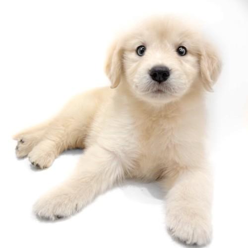animal_image