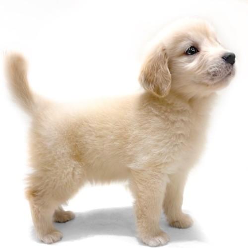animal_image